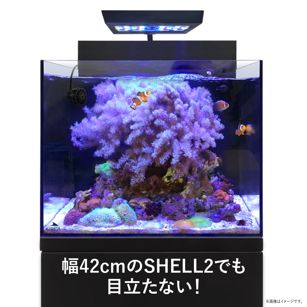 shell2_image